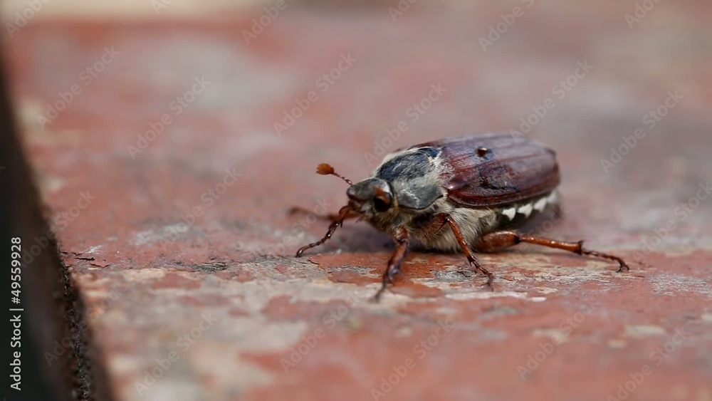 Summer chafer