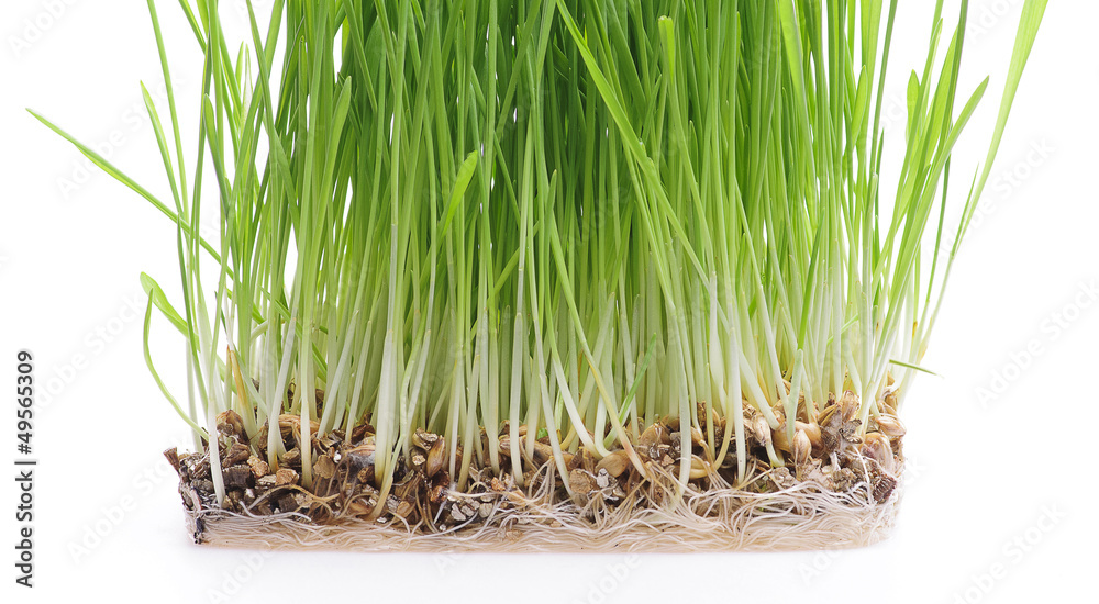 Obraz premium Świeża trawa