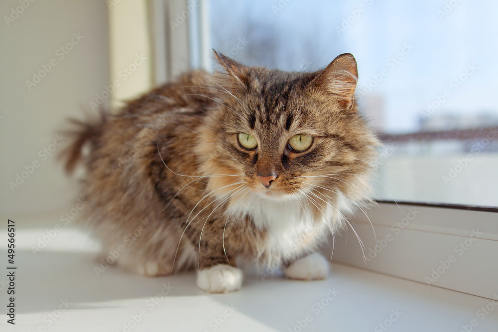 Cute kitten sitting on the window