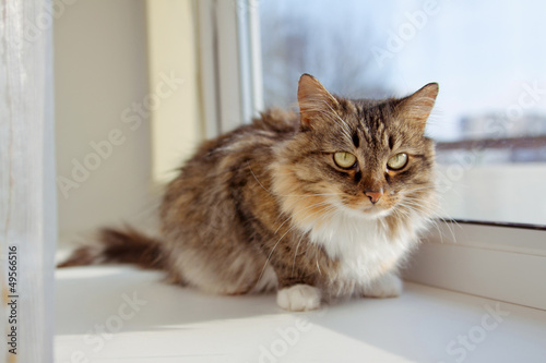 Cute kitten sitting on the window