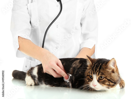 Fototapeta Naklejka Na Ścianę i Meble -  cat with doctor isolated on white