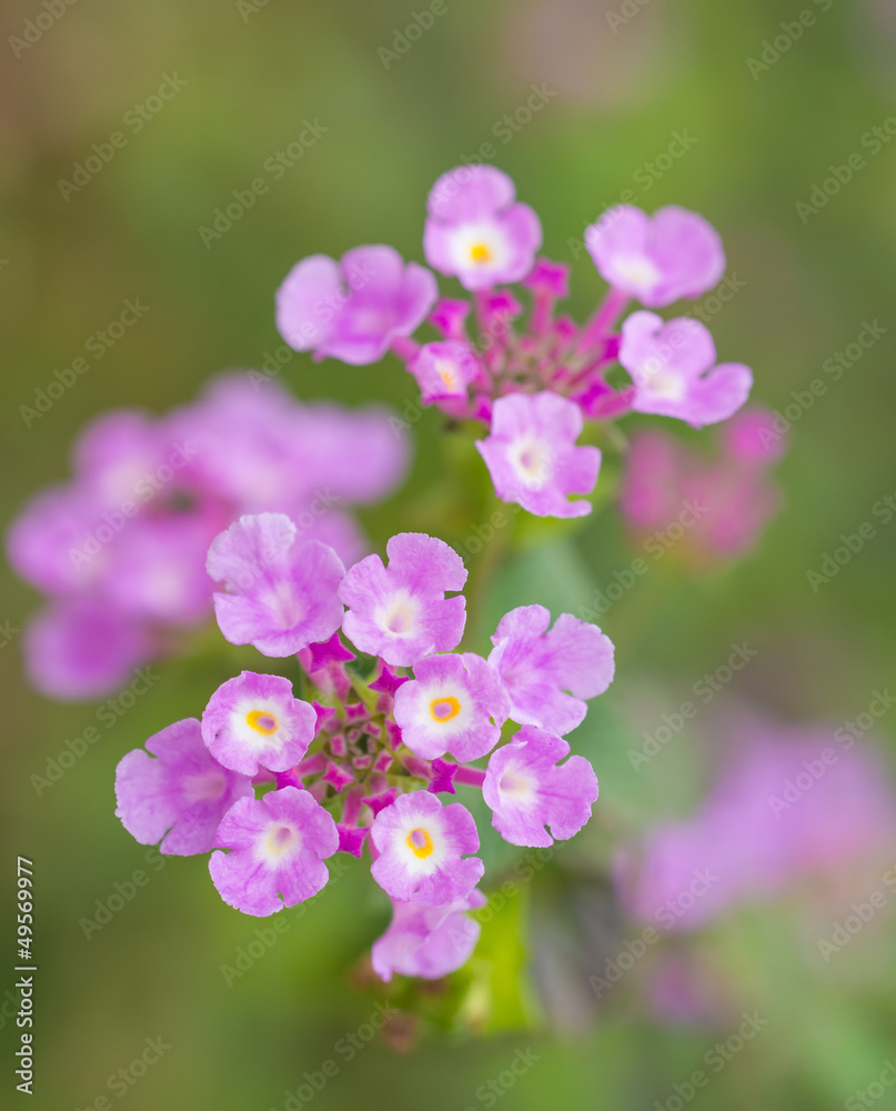 camara lantana linn camara lantana linn