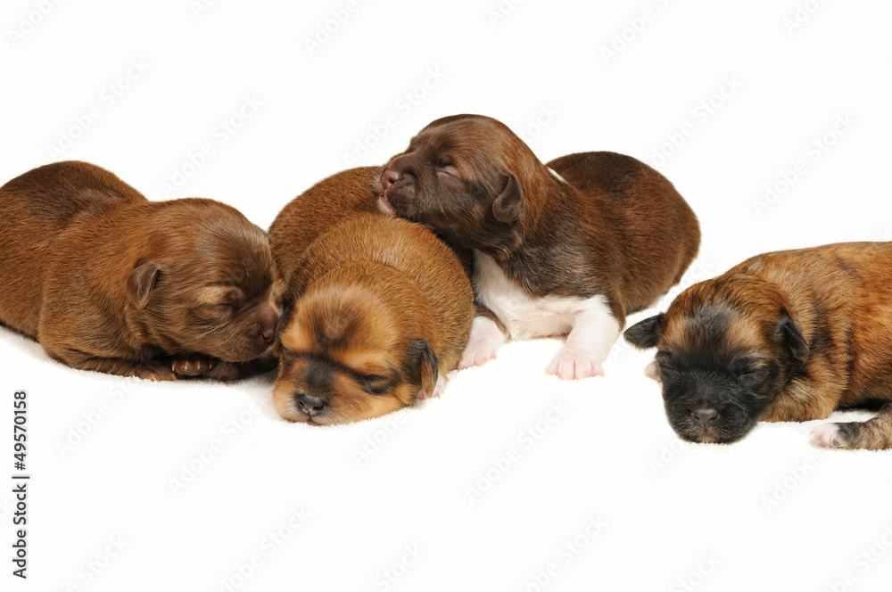 blind puppies blind puppies