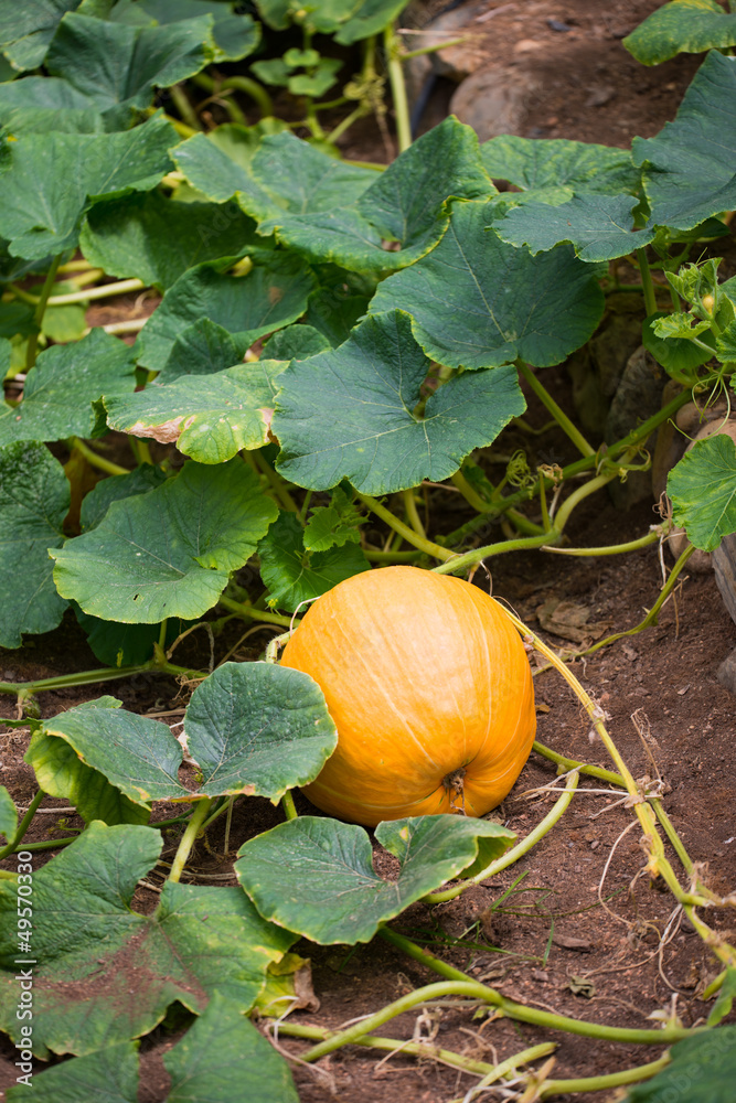 Obraz premium pumpkin