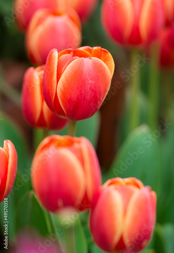 tulip © imphilip