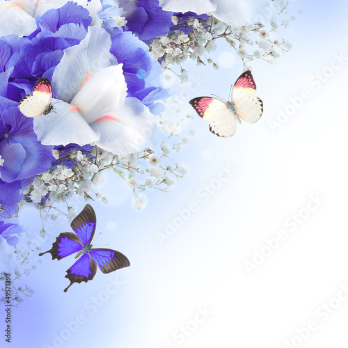 Fototapeta Naklejka Na Ścianę i Meble -  Flowers and butterfly, blue hydrangeas and white irises