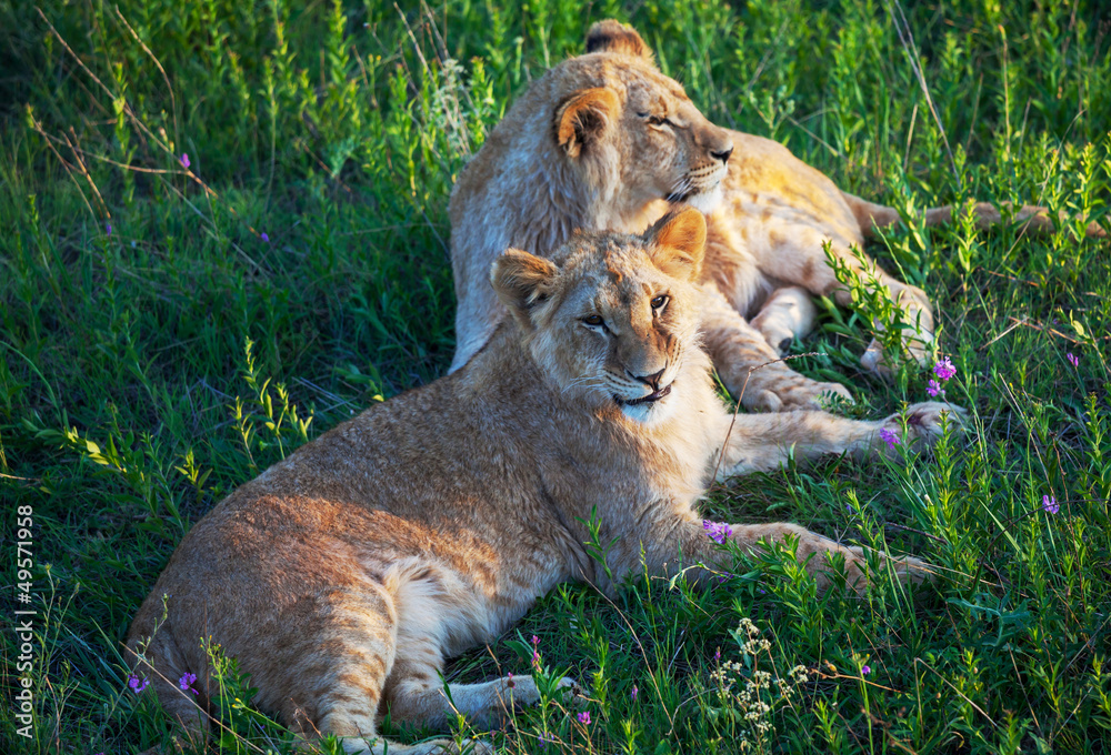 Fototapeta premium Lion