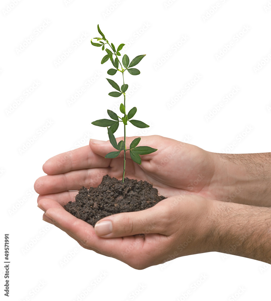Sapling in hands Sapling in hands