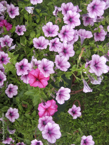 Petunia