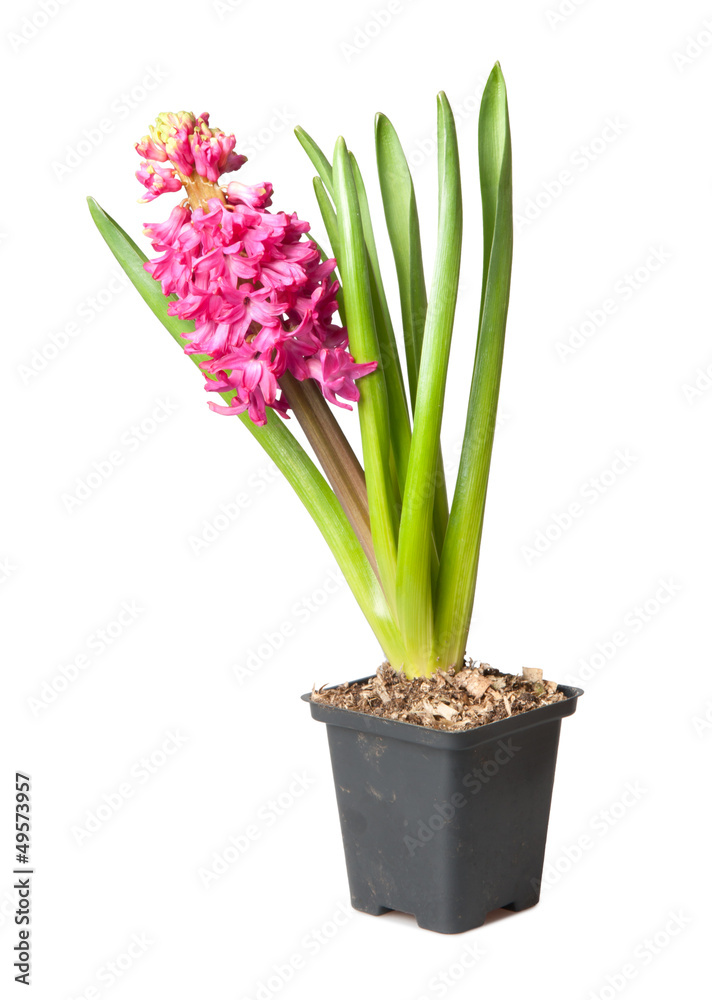Obraz premium hyacinth