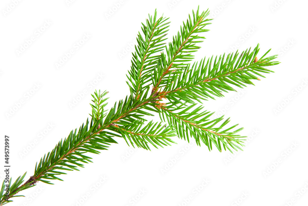 fir fir