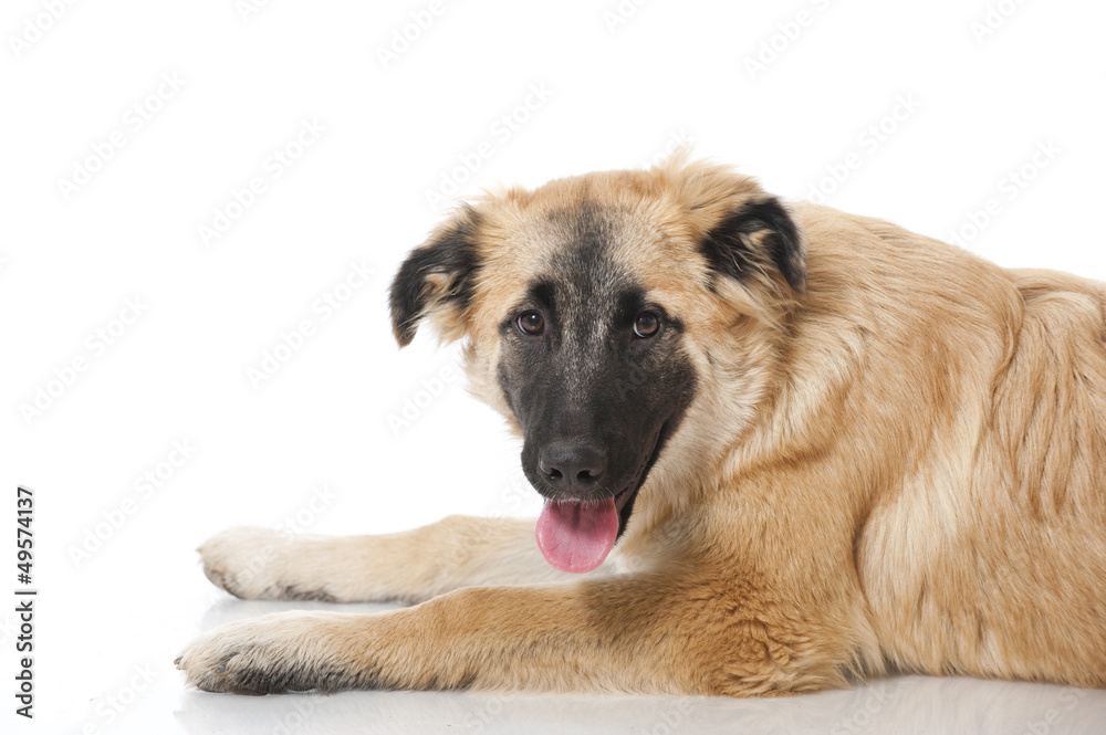 Harzer Fuchs Junghund Harzer Fuchs Junghund