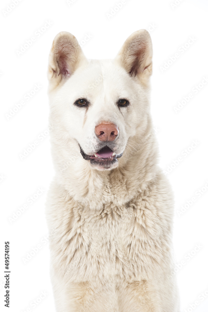 Akita Inu Akita Inu