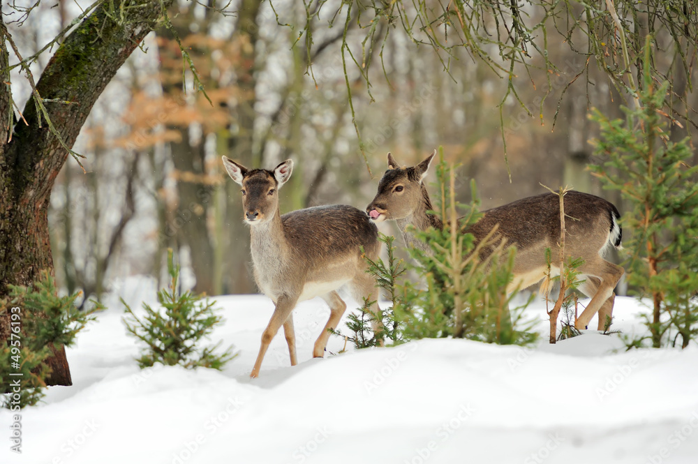 Fallow deer