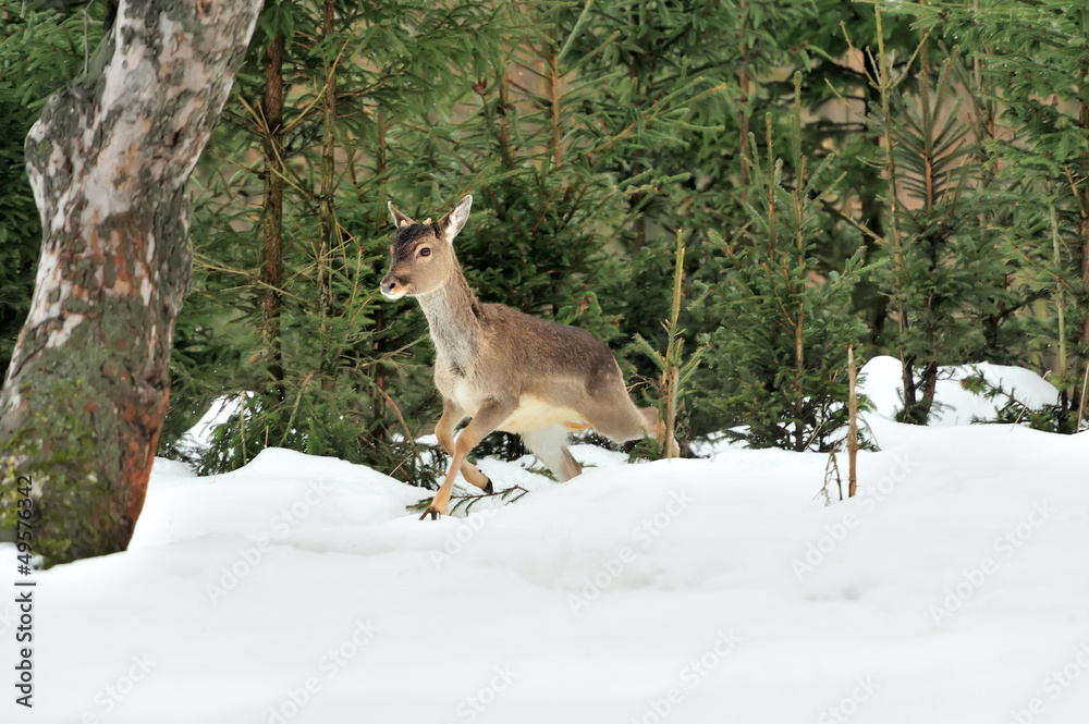Fallow deer Fallow deer