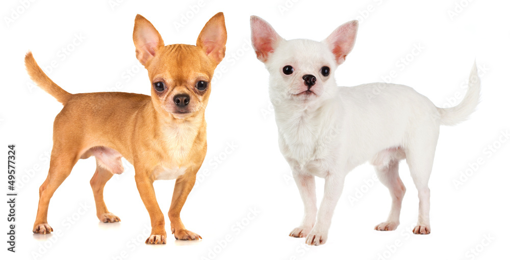 Two Chihuahua