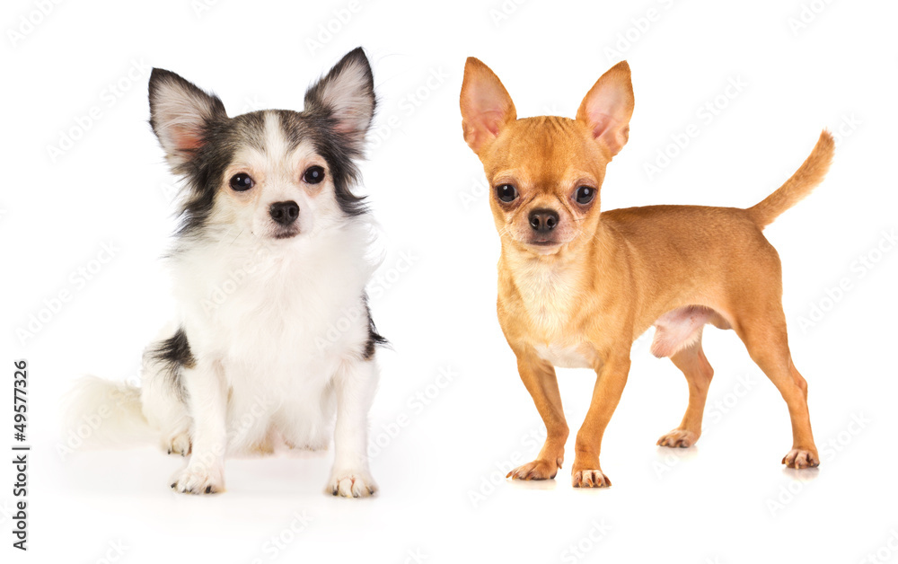 Long-haired and short-haired Chihuahua