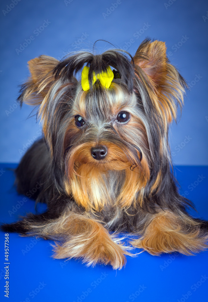 Naklejka premium Young Dog Breed Yorkshire Terrier