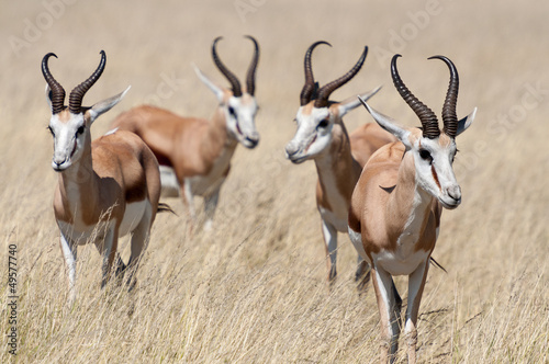 A group of Springboks in the Etosha national park in Namibia