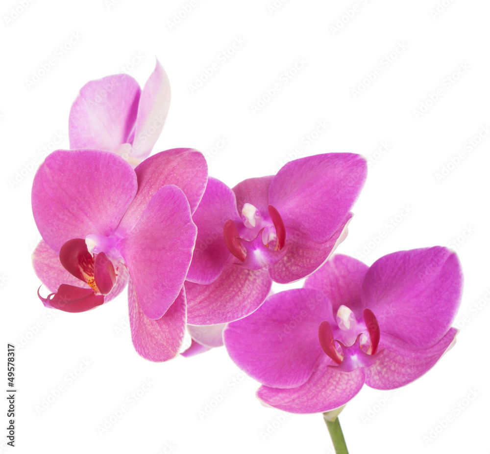 Pink orchid flowers