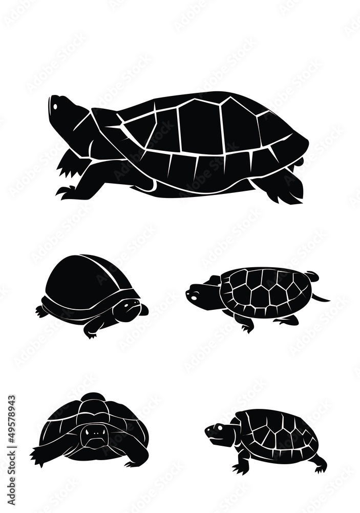Obraz premium turtle Collection Set