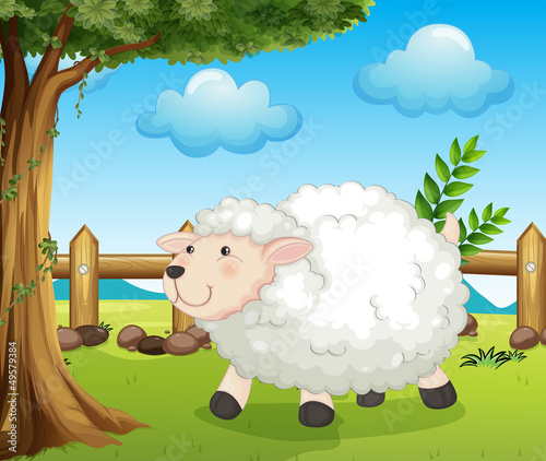 A sheep inside the fence