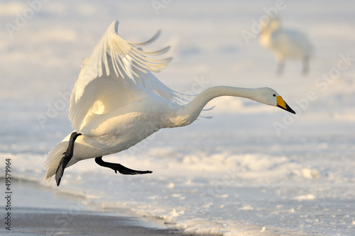 Billede på lærred Whooper Swan landing from flight.