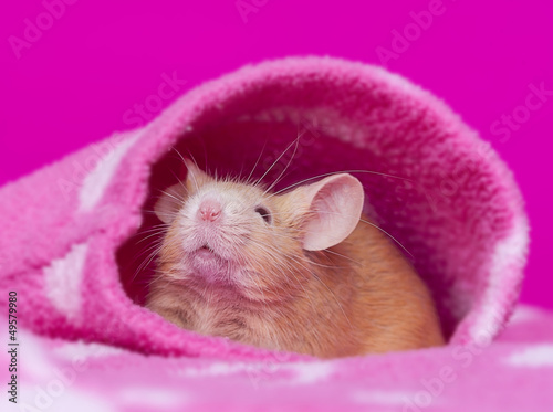 cutelittle mouse - pink background
