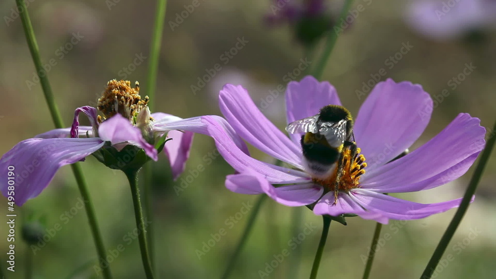 Bumblebee collecting nectar. Macro.