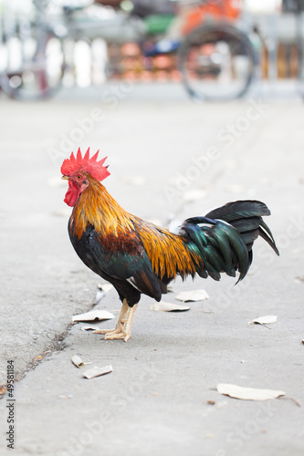 colorful rooster © tanawaty