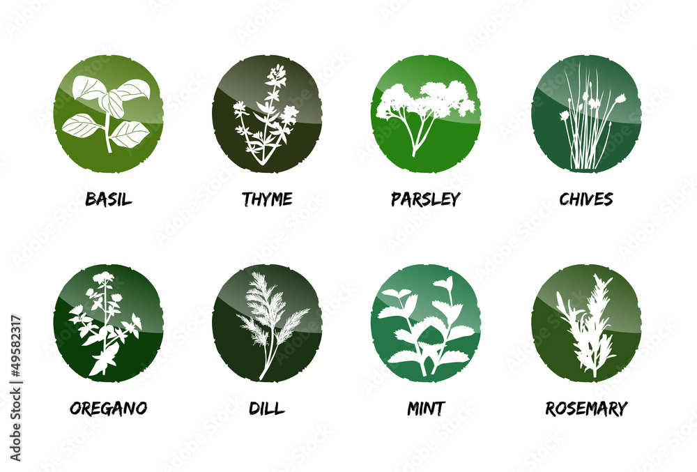 herbs vector herbs vector