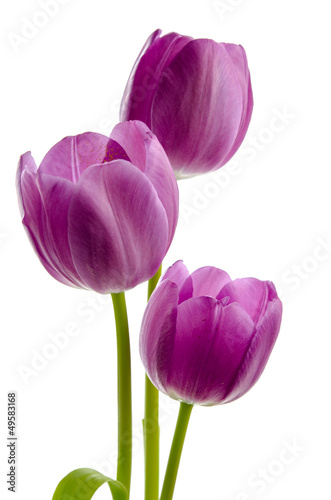 Fototapeta Naklejka Na Ścianę i Meble -  Drei lila Tulpen