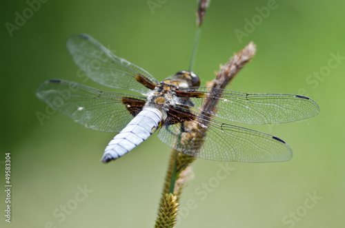 dragonfly © klagyivik