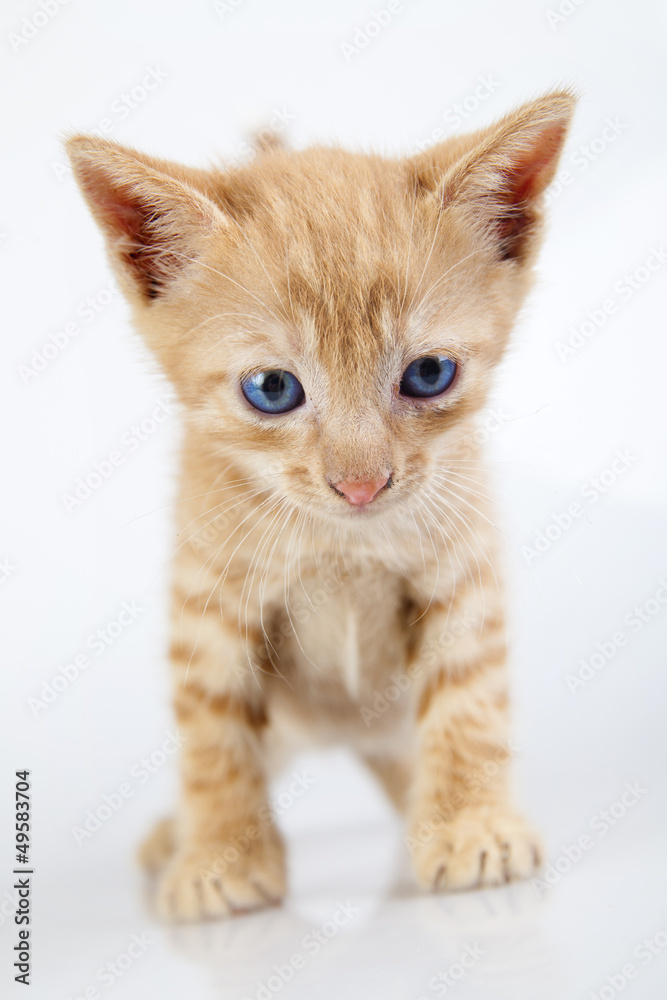 Obraz premium cute little kitten