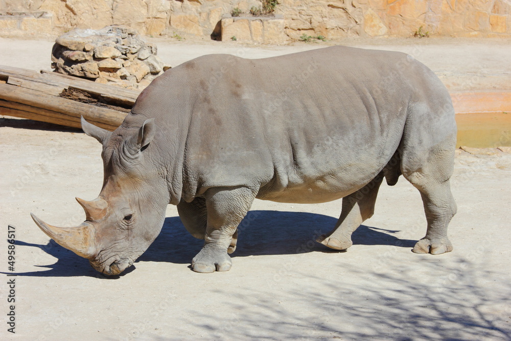 Naklejka premium White Rhino