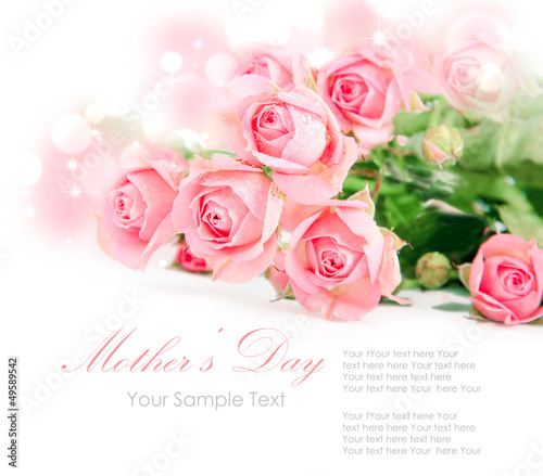 Tender pink roses isolated on white