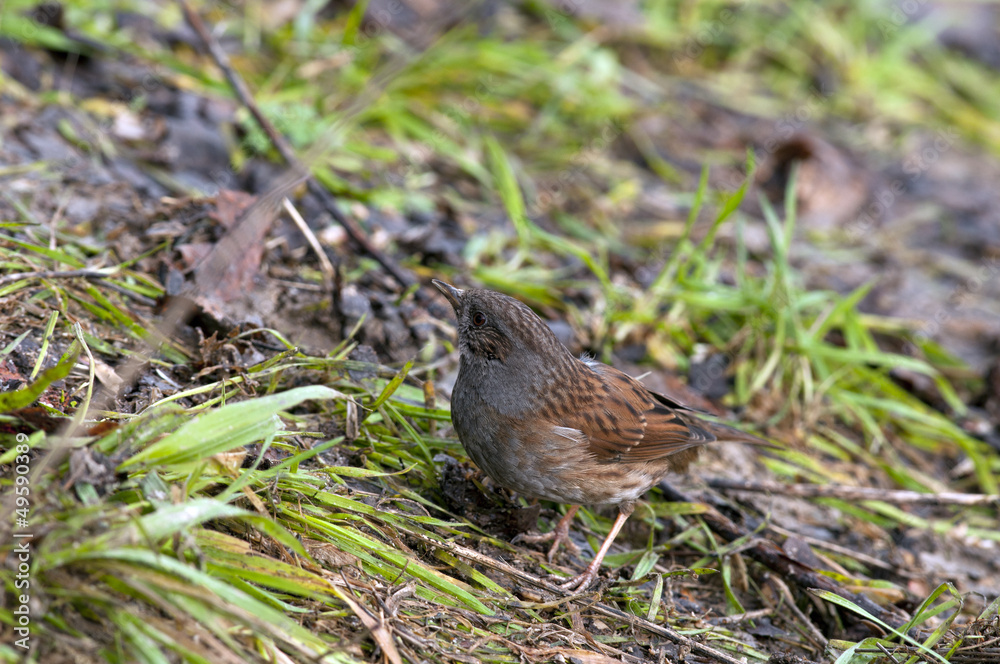 Dunnock Dunnock