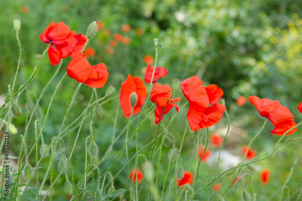 Naklejka premium Field red poppies
