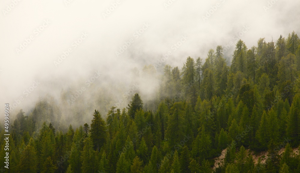 Foggy forest Foggy forest