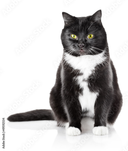 sitting black cat with yellow eye isolated on white background