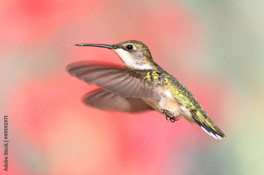 Ruby-throated Hummingbird In Flight Ruby-throated Hummingbird In Flight