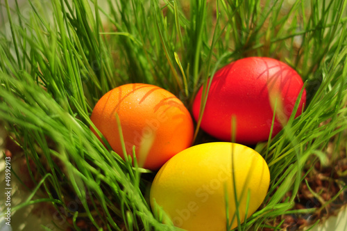 color eggs in a green grass
