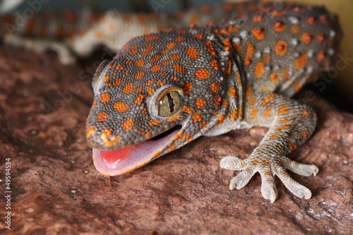 primer plano gecko tokay