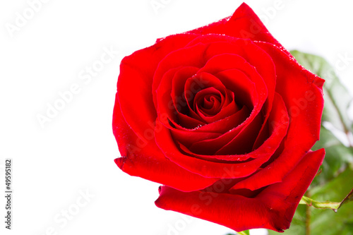Beautiful red rose over white background