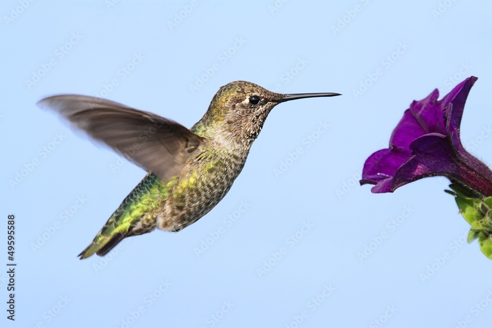 Naklejka premium Annas Hummingbird (Calypte anna)