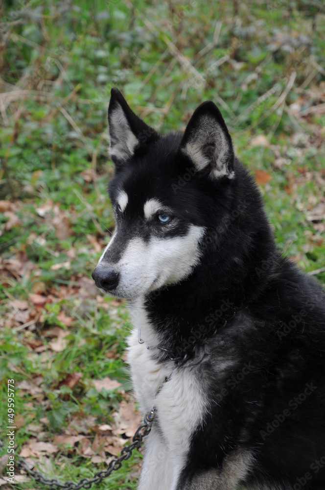 Chien de traineau , Husky