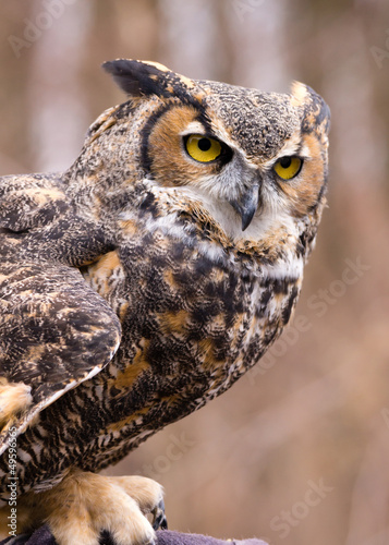 Great Horned Owl