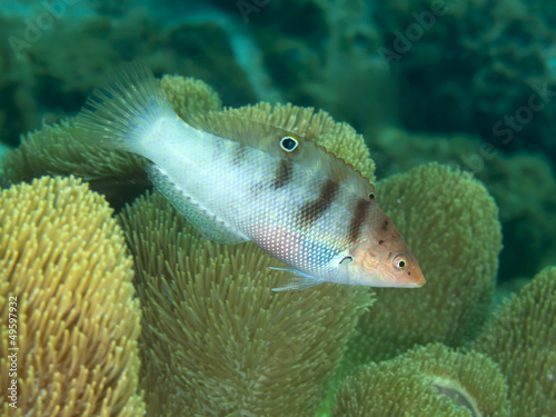 Coral fish Schroeder's Rainbow-wrasse photo