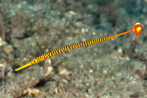 Yellow banded pipefish
