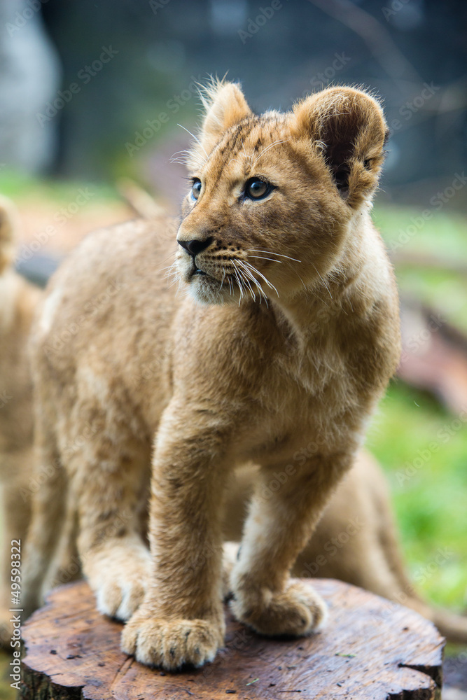 Fototapeta premium Lion cub